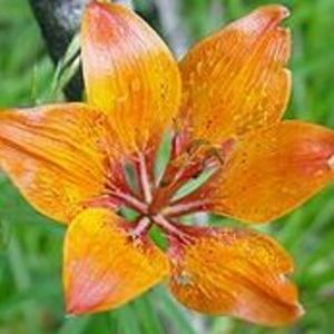 Meet your Posher, Cecilia